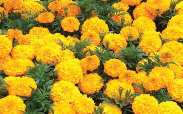 Marigold Flower